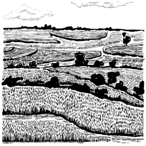 An illustration of Ohio fields and woods.