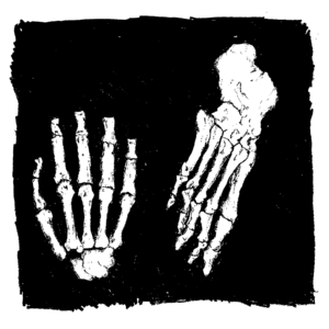 An illustration of a skeletal hand and skeletal foot.