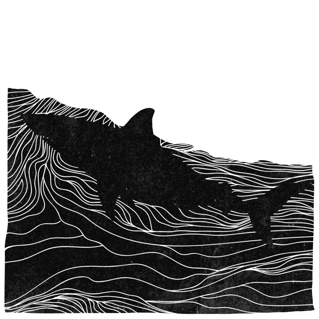 An illustration of a shark in the swells of an ocean.