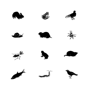 An illustration of 12 critters, including birds, centipedes, snails, and frogs.