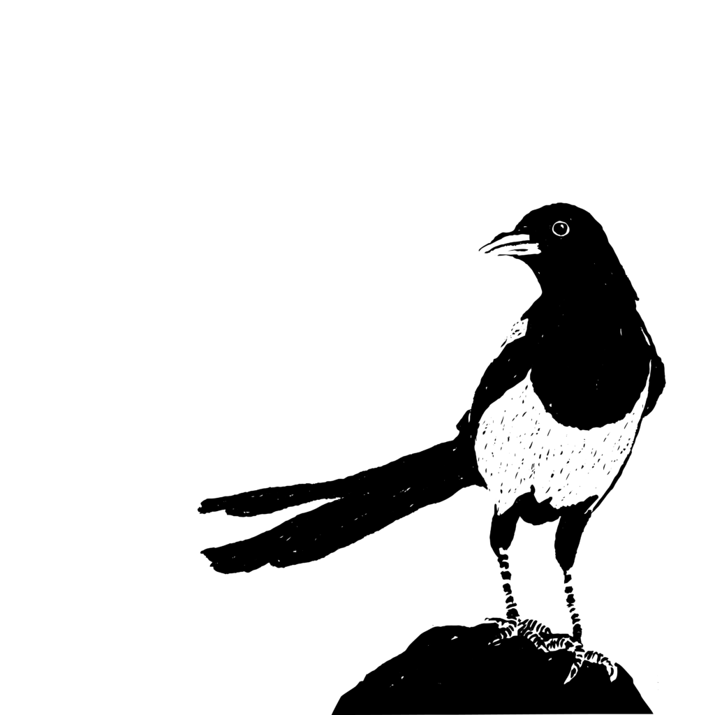 Black and white sketch of a magpie, standing on a rock, with its head tilted as if it’s looking at you. Text: Episode 186: The Magpie, Criminal.