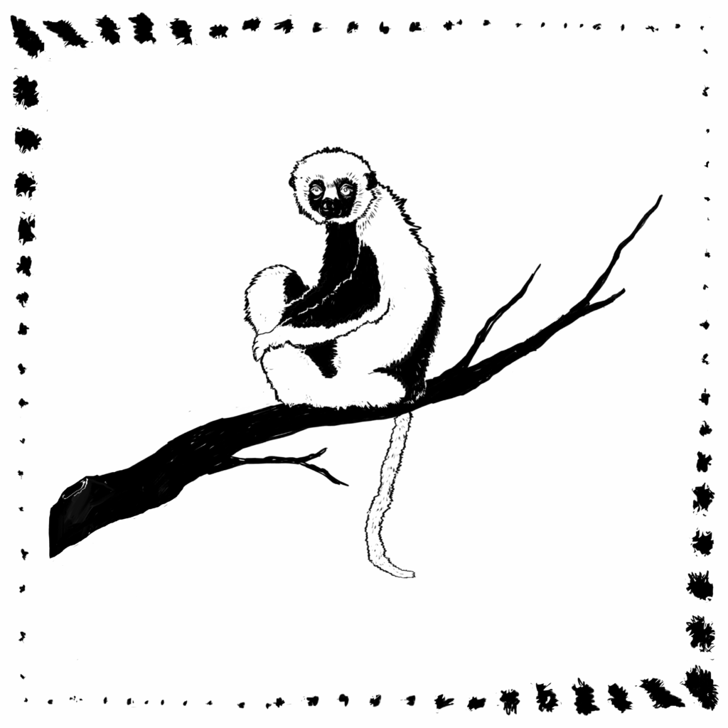 Black and white illustration of a lemur sitting on a tree branch, looking directly at the viewer.
