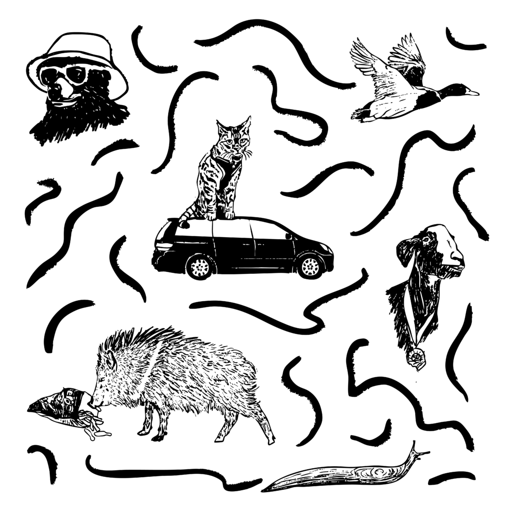 Black and white illustration of several different animals: a duck flying, a bear from the neck up wearing a bucket hat and sunglasses, a cat sitting on top of a van, a goat from the neck up wearing a medal around its neck, a javelina eating cheetos from a bag, and a slug.